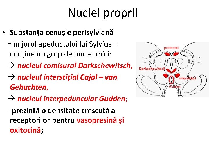 Nuclei proprii • Substanța cenușie perisylviană = în jurul apeductului Sylvius – conține un