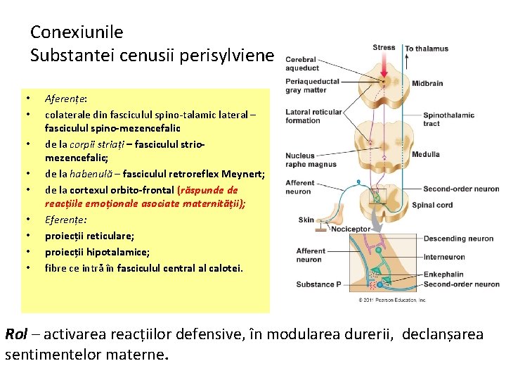 Conexiunile Substantei cenusii perisylviene • • • Aferențe: colaterale din fasciculul spino-talamic lateral –