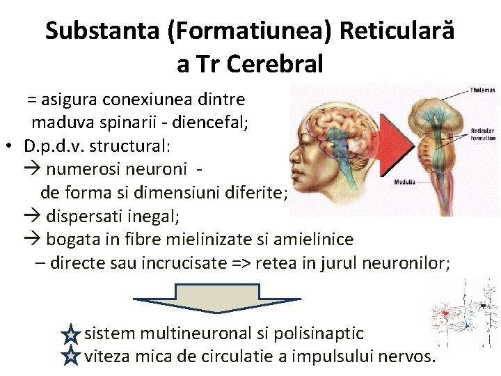 Substanta (Formatiunea) Reticulară a Tr Cerebral = asigura conexiunea dintre maduva spinarii - diencefal;