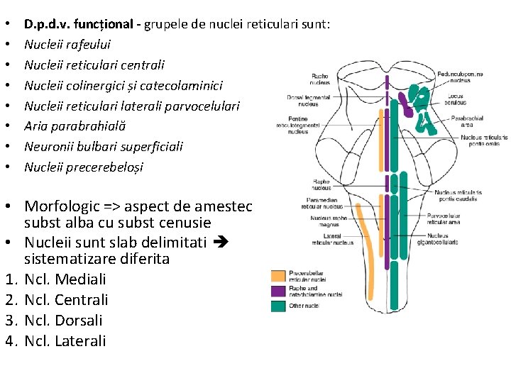  • • D. p. d. v. funcțional - grupele de nuclei reticulari sunt: