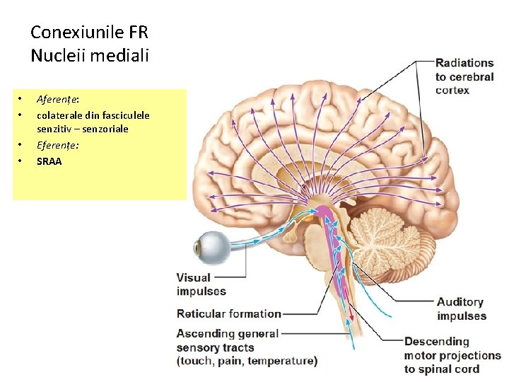 Conexiunile FR Nucleii mediali • • Aferențe: colaterale din fasciculele senzitiv – senzoriale Eferențe: