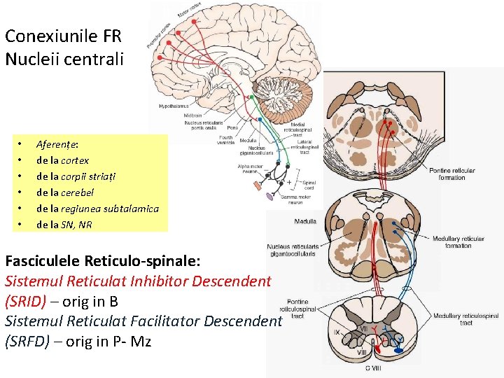 Conexiunile FR Nucleii centrali • • • Aferențe: de la cortex de la corpii