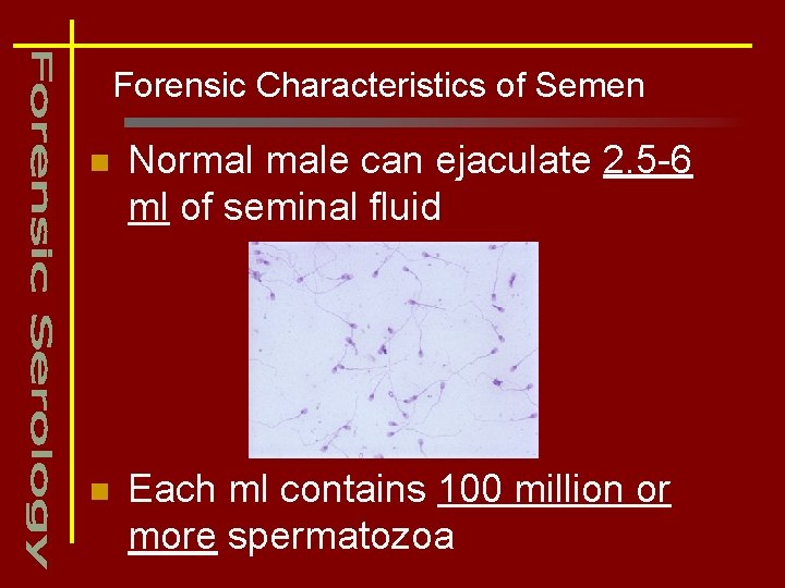 Forensic Characteristics of Semen n Normal male can ejaculate 2. 5 -6 ml of