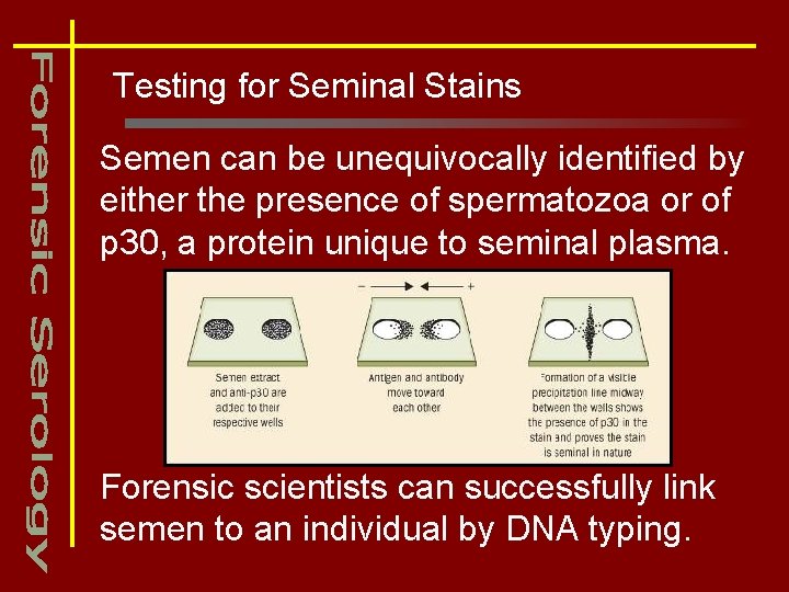 Testing for Seminal Stains Semen can be unequivocally identified by either the presence of
