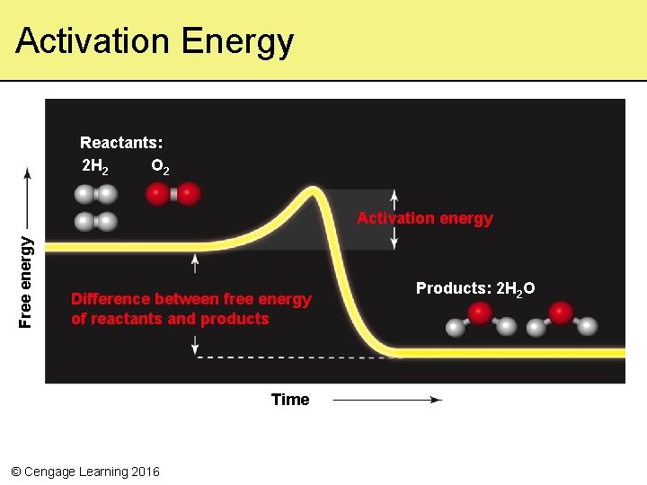Activation Energy Reactants: 2 H 2 O 2 Free energy Activation energy Difference between
