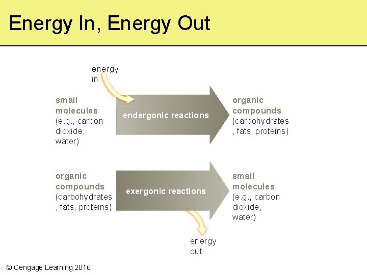 Energy In, Energy Out energy in small molecules (e. g. , carbon dioxide, water)