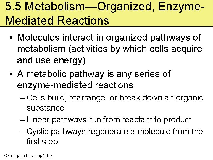 5. 5 Metabolism—Organized, Enzyme. Mediated Reactions • Molecules interact in organized pathways of metabolism