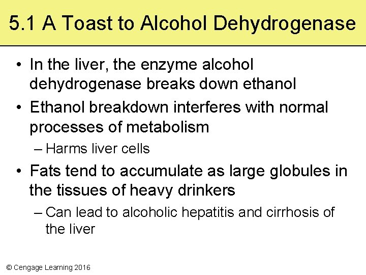 5. 1 A Toast to Alcohol Dehydrogenase • In the liver, the enzyme alcohol