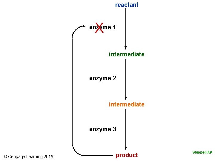reactant X enzyme 1 intermediate enzyme 2 intermediate enzyme 3 © Cengage Learning 2016