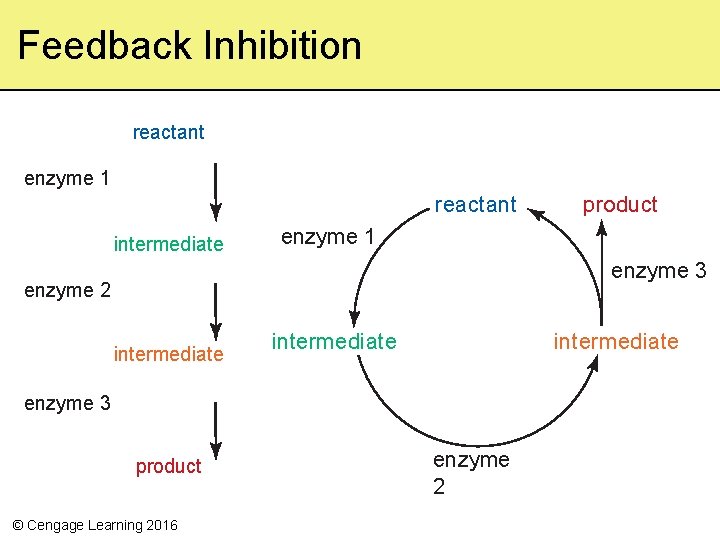 Feedback Inhibition reactant enzyme 1 reactant intermediate product enzyme 1 enzyme 3 enzyme 2