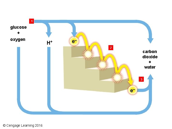 1 glucose + oxygen H+ e– 2 carbon dioxide + water 3 e– ©