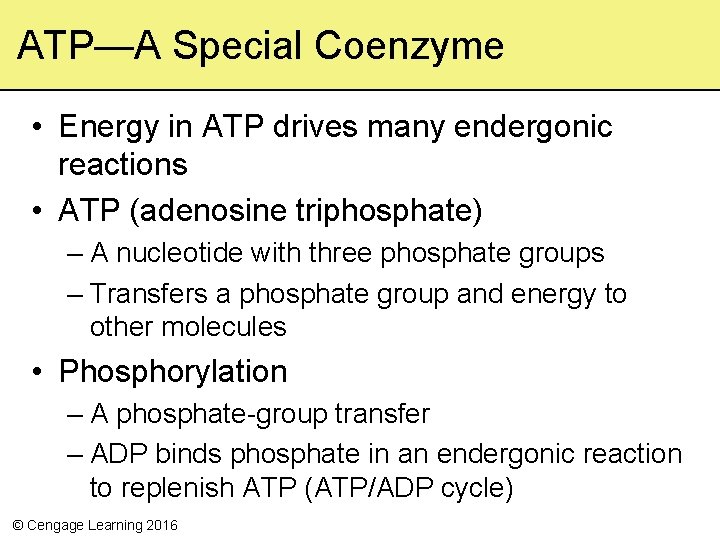 ATP—A Special Coenzyme • Energy in ATP drives many endergonic reactions • ATP (adenosine