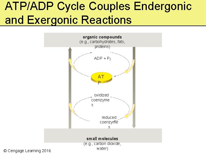 ATP/ADP Cycle Couples Endergonic and Exergonic Reactions organic compounds (e. g. , carbohydrates, fats,