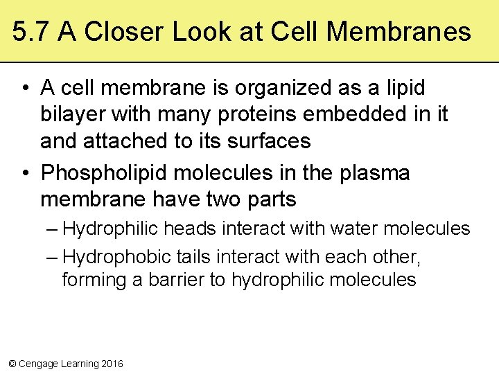 5. 7 A Closer Look at Cell Membranes • A cell membrane is organized