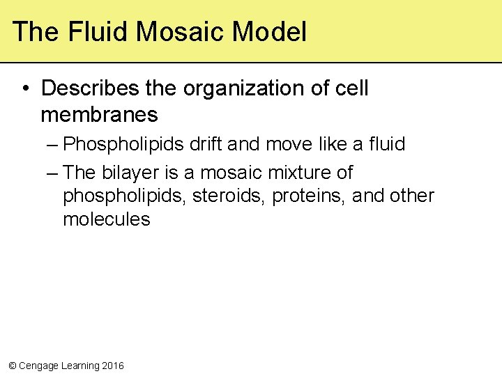 The Fluid Mosaic Model • Describes the organization of cell membranes – Phospholipids drift
