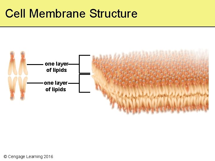 Cell Membrane Structure one layer of lipids © Cengage Learning 2016 
