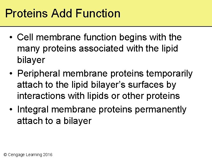 Proteins Add Function • Cell membrane function begins with the many proteins associated with
