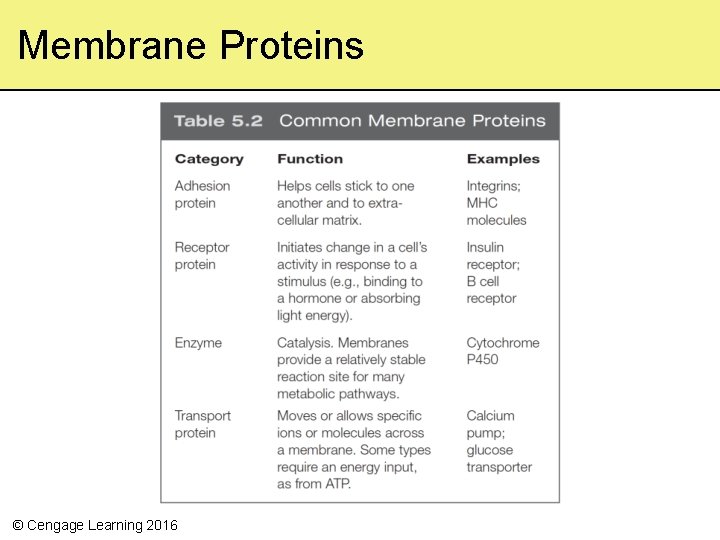 Membrane Proteins © Cengage Learning 2016 