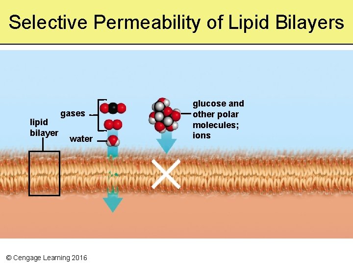 Selective Permeability of Lipid Bilayers lipid bilayer gases water © Cengage Learning 2016 glucose
