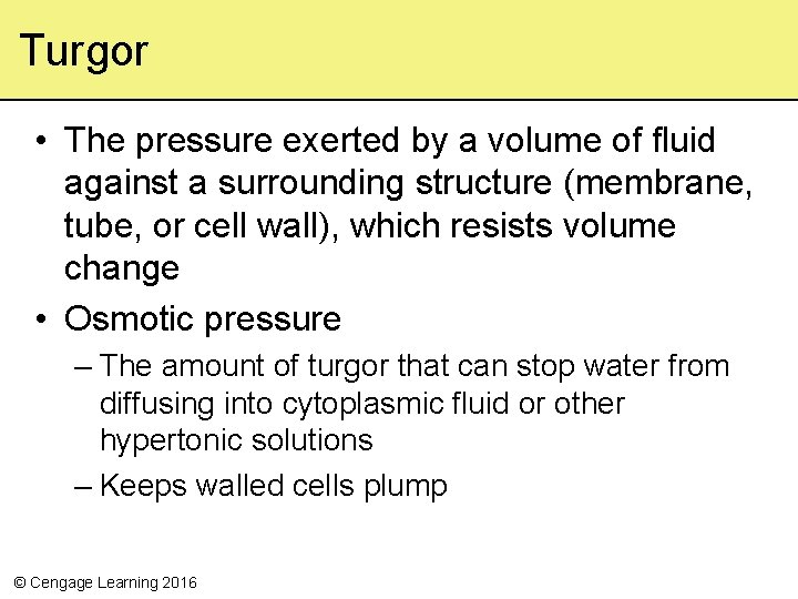Turgor • The pressure exerted by a volume of fluid against a surrounding structure