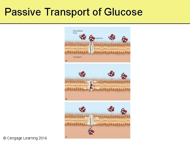 Passive Transport of Glucose © Cengage Learning 2016 
