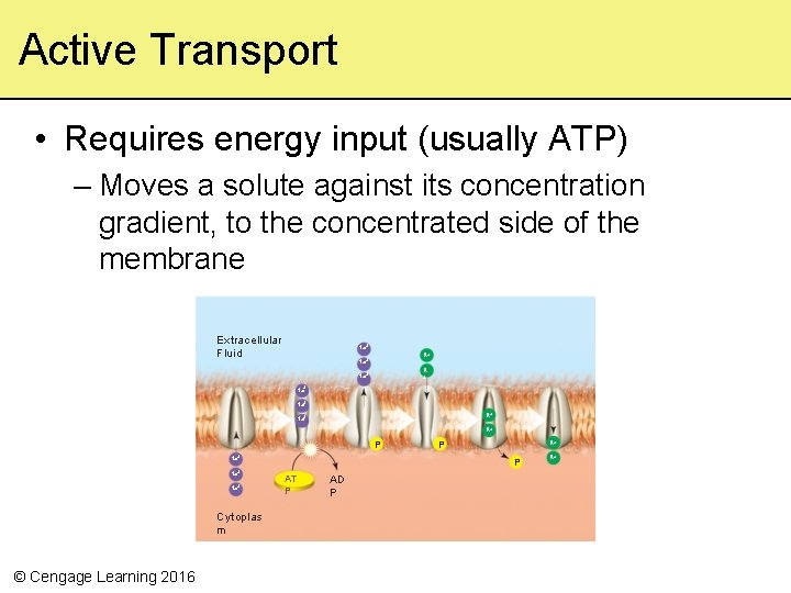 Active Transport • Requires energy input (usually ATP) – Moves a solute against its