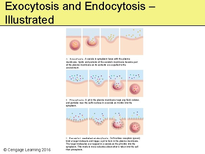 Exocytosis and Endocytosis – Illustrated E x o c y t o s i
