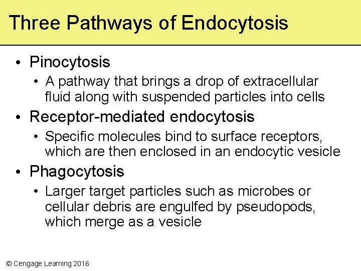 Three Pathways of Endocytosis • Pinocytosis • A pathway that brings a drop of