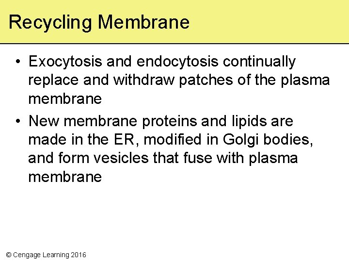 Recycling Membrane • Exocytosis and endocytosis continually replace and withdraw patches of the plasma