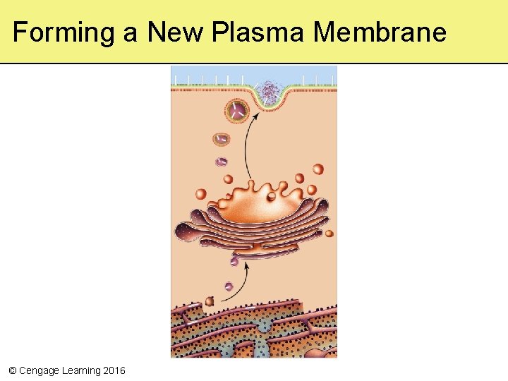 Forming a New Plasma Membrane © Cengage Learning 2016 