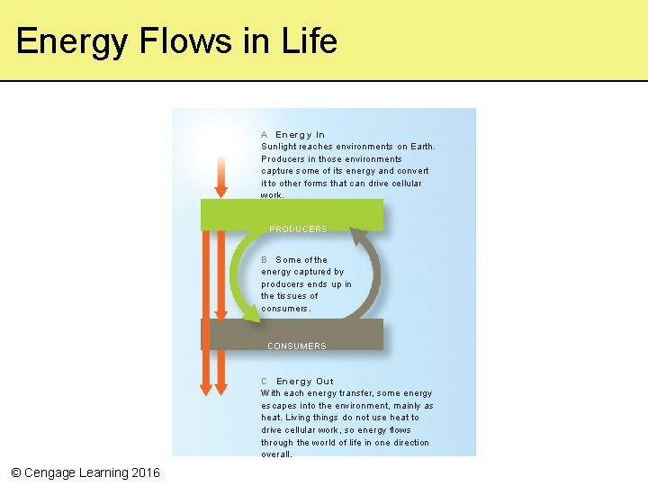 Energy Flows in Life A E n e r g y In Sunlight reaches