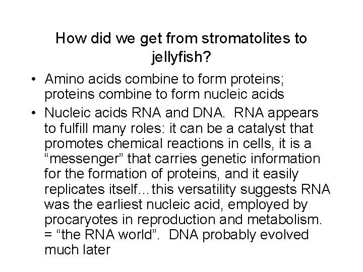 How did we get from stromatolites to jellyfish? • Amino acids combine to form