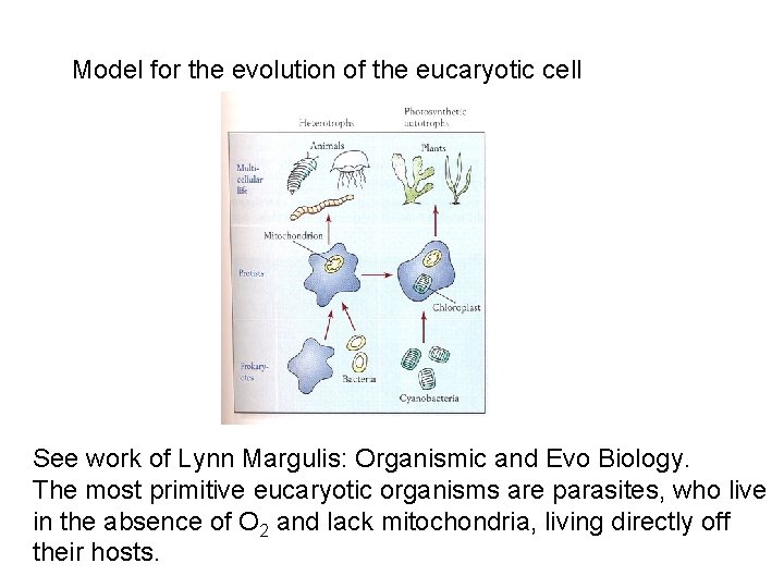 Model for the evolution of the eucaryotic cell See work of Lynn Margulis: Organismic