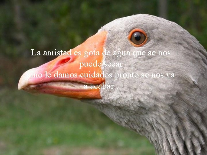 La amistad es gota de agua que se nos puede secar sino le damos