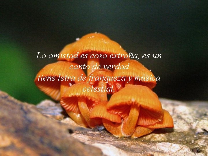 La amistad es cosa extraña, es un canto de verdad tiene letra de franqueza