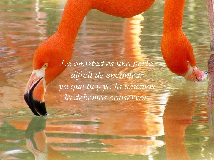 La amistad es una perla difícil de encontrar ya que tu y yo la