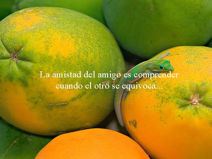 La amistad del amigo es comprender cuando el otro se equivoca. . . 