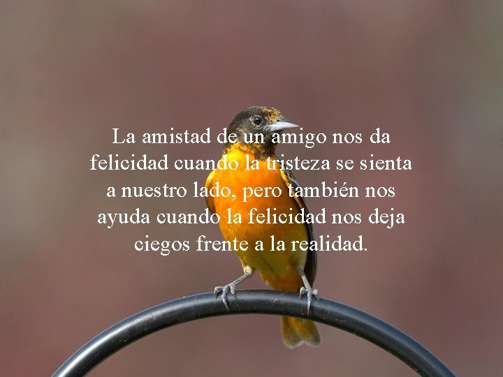 La amistad de un amigo nos da felicidad cuando la tristeza se sienta a