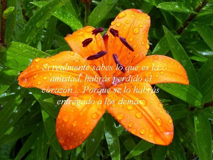 Si realmente sabes lo que es la amistad, habrás perdido el corazón… Porque se