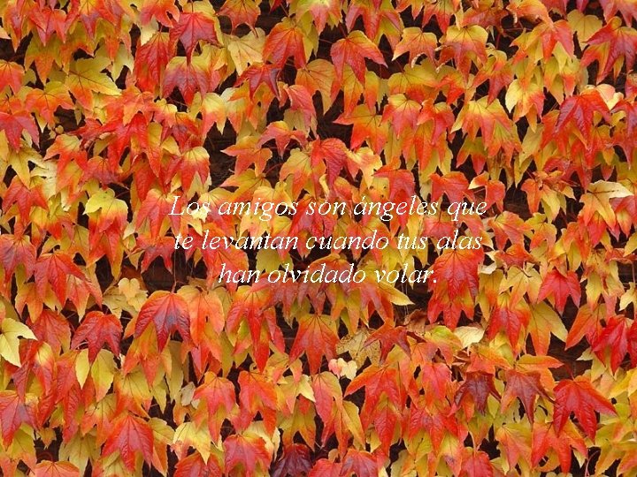 Los amigos son ángeles que te levantan cuando tus alas han olvidado volar. 