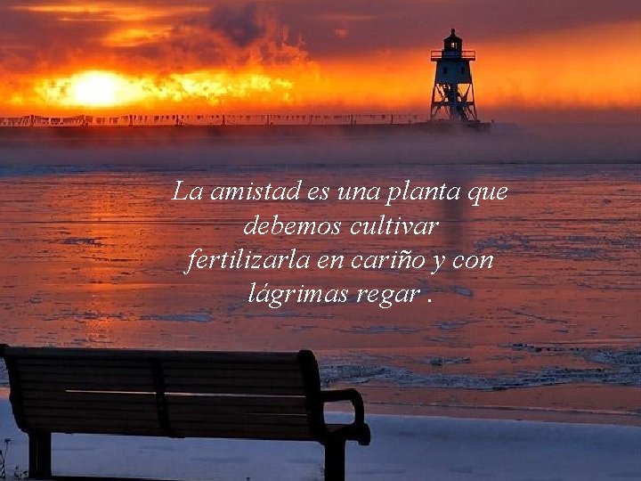 La amistad es una planta que debemos cultivar fertilizarla en cariño y con lágrimas