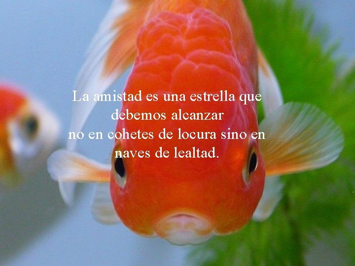 La amistad es una estrella que debemos alcanzar no en cohetes de locura sino