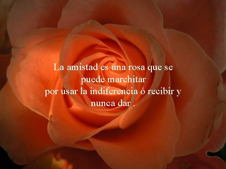 La amistad es una rosa que se puede marchitar por usar la indiferencia ó