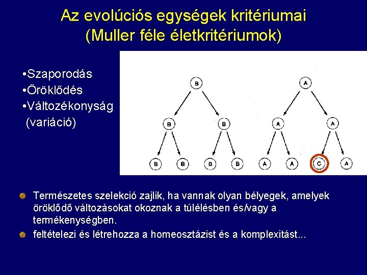 Az evolúciós egységek kritériumai (Muller féle életkritériumok) • Szaporodás • Öröklődés • Változékonyság (variáció)