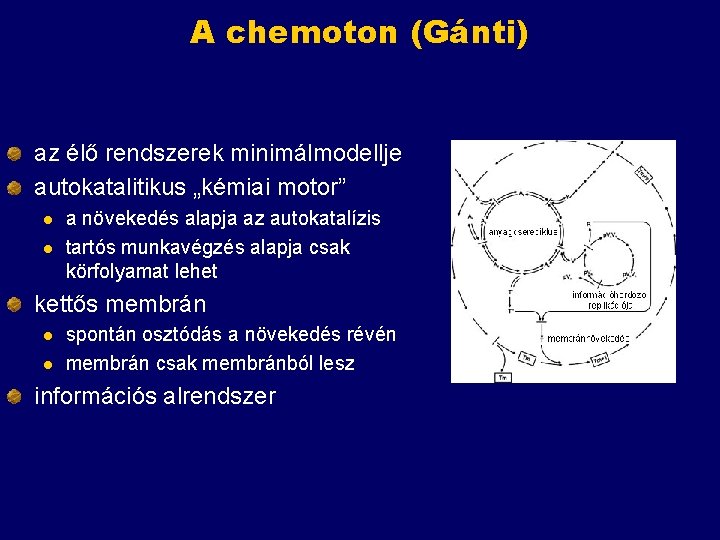 A chemoton (Gánti) az élő rendszerek minimálmodellje autokatalitikus „kémiai motor” l l a növekedés