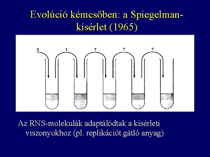 Evolúció kémcsőben: a Spiegelmankísérlet (1965) Az RNS-molekulák adaptálódtak a kísérleti viszonyokhoz (pl. replikációt gátló
