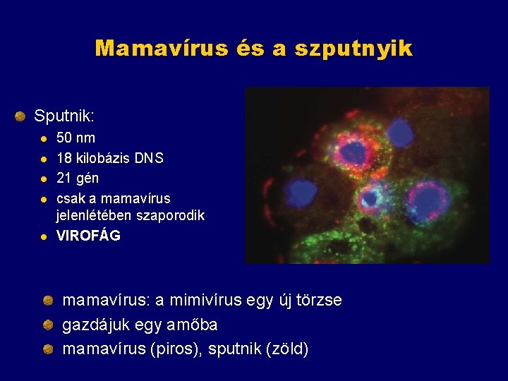 Mamavírus és a szputnyik Sputnik: l l l 50 nm 18 kilobázis DNS 21