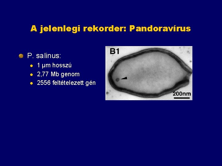 A jelenlegi rekorder: Pandoravírus P. salinus: l l l 1 μm hosszú 2, 77