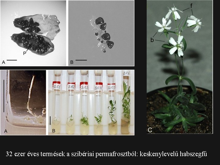 32 ezer éves termések a szibériai permafrosztból: keskenylevelű habszegfű 