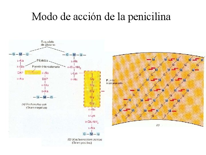 Modo de acción de la penicilina 